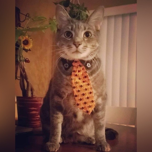 Meet your Posher, Elizabeth - Picture 10 of 14